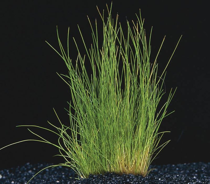 Eleocharis Acicularis Nadelgras