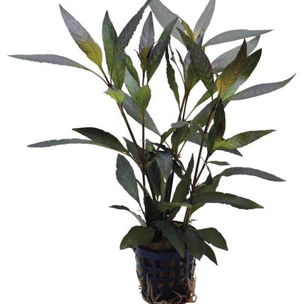AnimalstoreXL Hygrophila Guanensis
