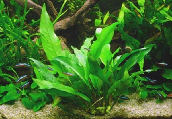 Anubias Minima – Extra groß