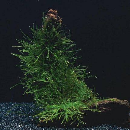 AnimalstoreXL Bos Vesicularia Dubyana