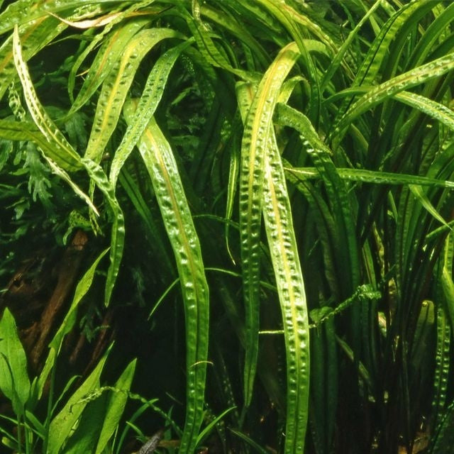 Cryptocoryne Balansae – Extra groß