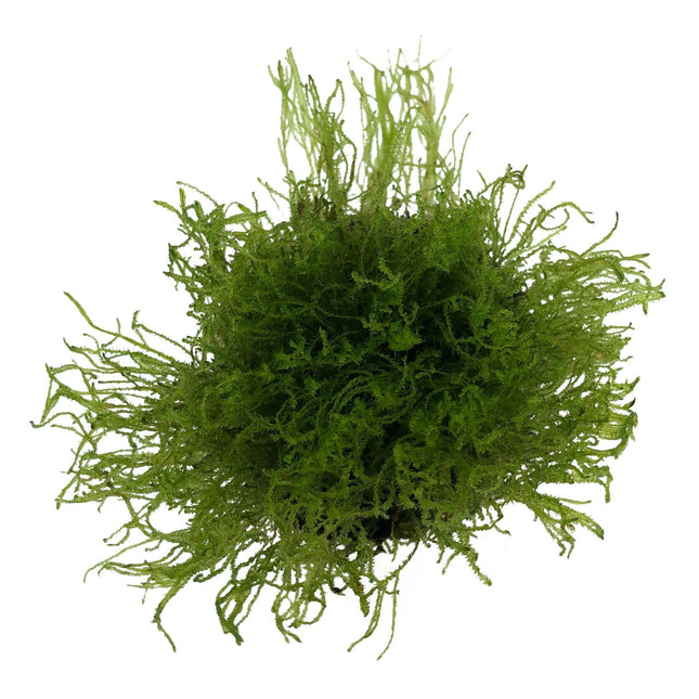 Taxiphyllum Alternans Taiwan moss in vitro bakje