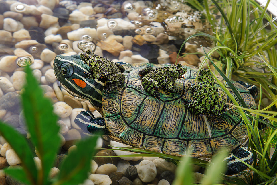 Schildpad Schildpadeiland