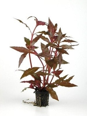 Alternanthera Cardinalis