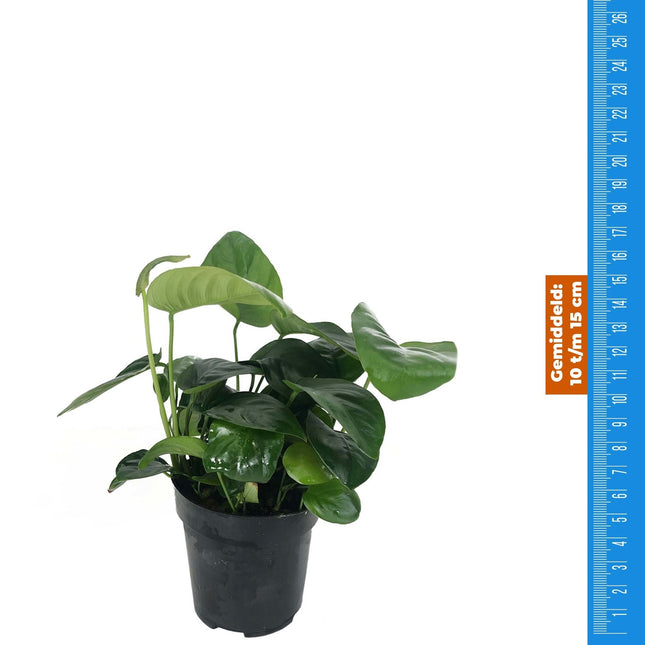 Anubias Nana – Extra groß