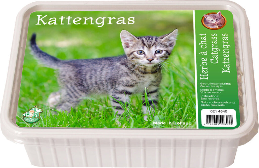 Kattengras