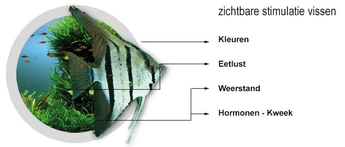 Filtermedium 1 Liter