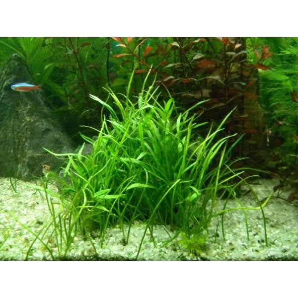 Aquarienpflanze Lilaeopsis novea-zealandia