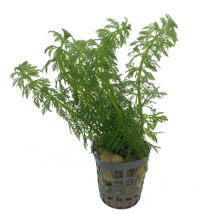 AnimalstoreXL Limnophila Heterophylla