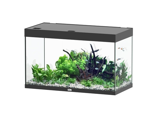 Erhabenes 100x50 Aquarium