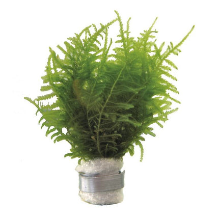 AnimalstoreXL Bos Vesicularia Dubyana