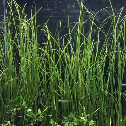 AnimalstoreXL Vallisneria Nana