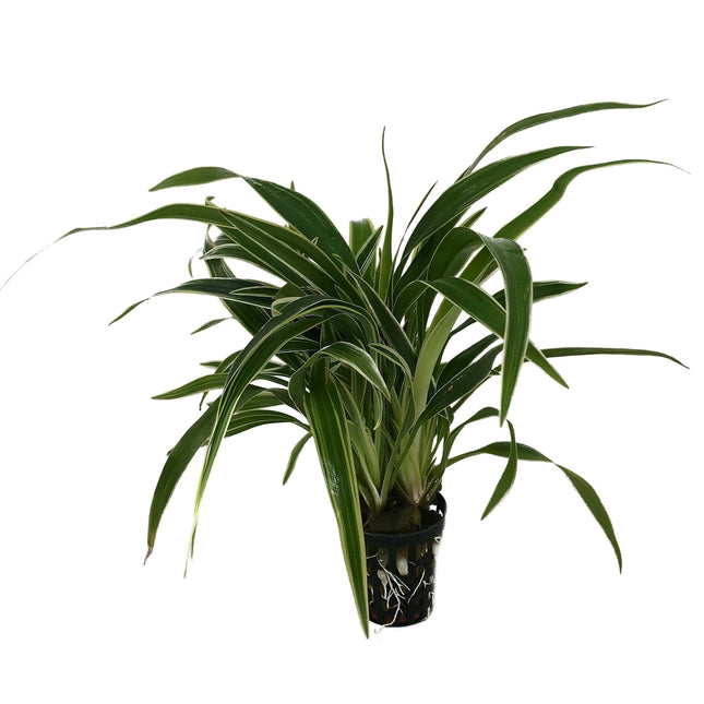 Chlorophytum Bichettii