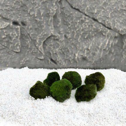 AnimalstoreXL Mosbol Chladoflora SS 2cm