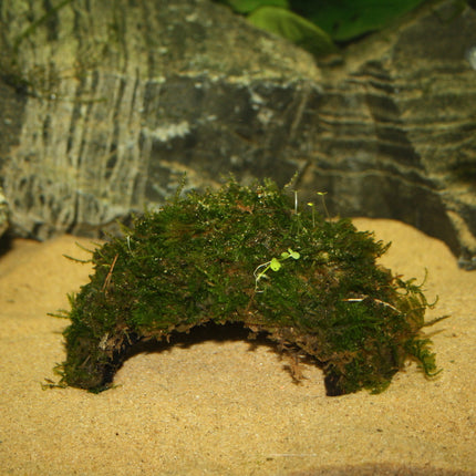 AnimalstoreXL Eengaats Kokosnoot met Javamos