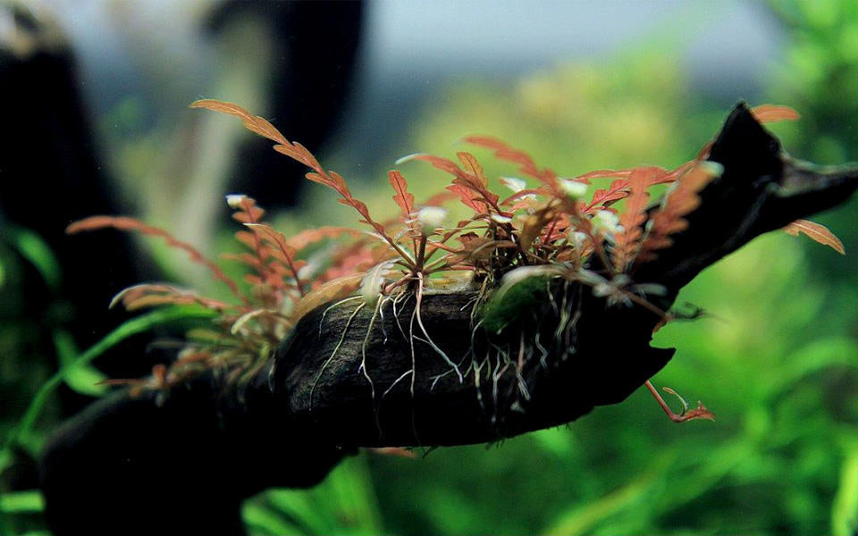 Driftwood S met Hygrophila pinatifida