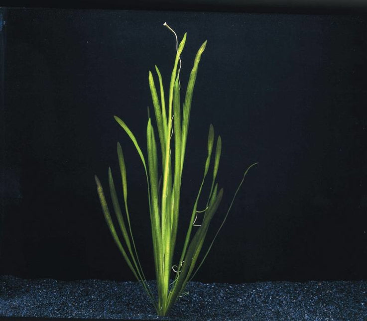 Vallisneria Spiralis-Bündel