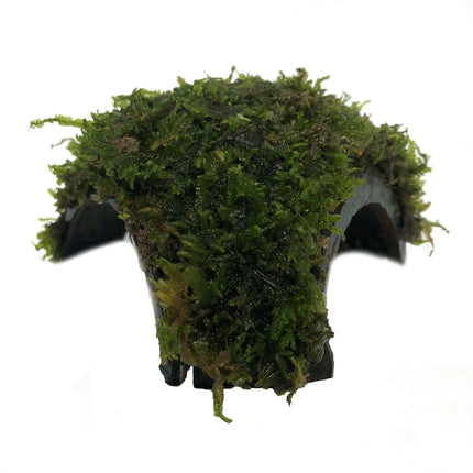 AnimalstoreXL Driegaats kokosnoot met Javamos