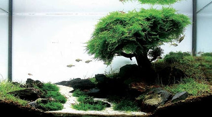 AnimalstoreXL Voordeel Aquarium Bonsai Bundel