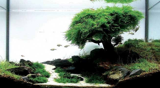 Advantage Aquarium-Bonsai-Paket