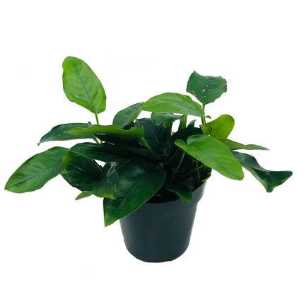 Anubias Nana