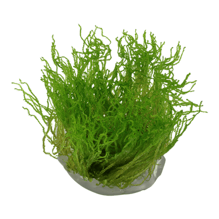 AnimalstoreXL Waterplant Taxiphyllum sp. Flame Moss