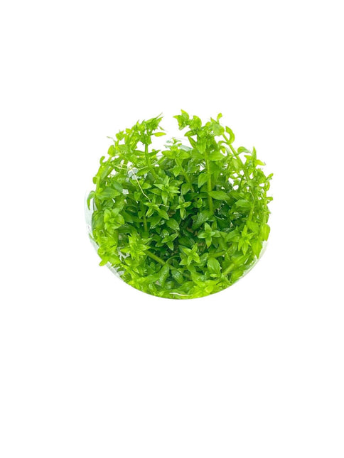 AnimalstoreXL Waterplant Gratiola Viscidula in-vitro