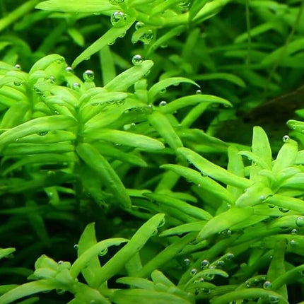 AnimalstoreXL Waterplant Rotala Rotundifolia Green