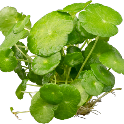 Hydrocotyle Verticillata (waternavel)