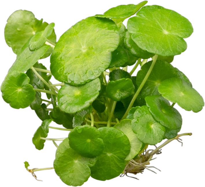 Hydrocotyle Verticillata (Wassernabel)