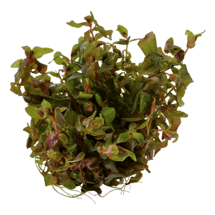 AnimalstoreXL Waterplant Rotala Macrandra