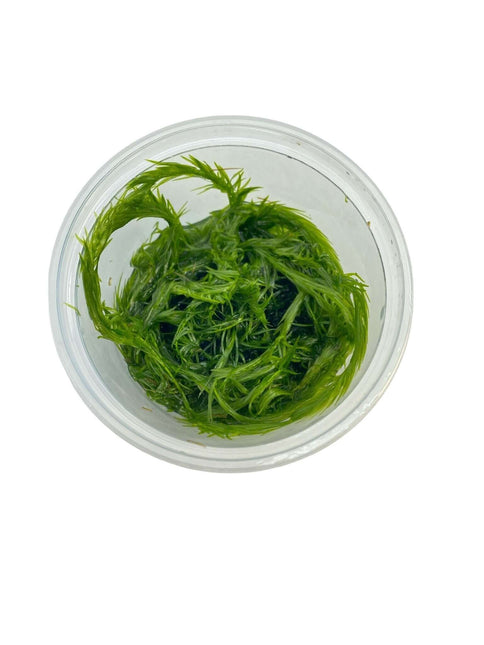 AnimalstoreXL Waterplant Mayaca Fluviatilis in-vitro