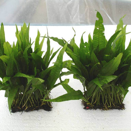 AnimalstoreXL Waterplant Microsorium Pteropus op mat