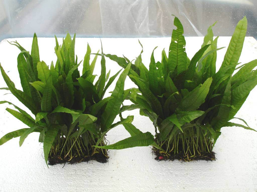 AnimalstoreXL Waterplant Microsorium Pteropus op mat