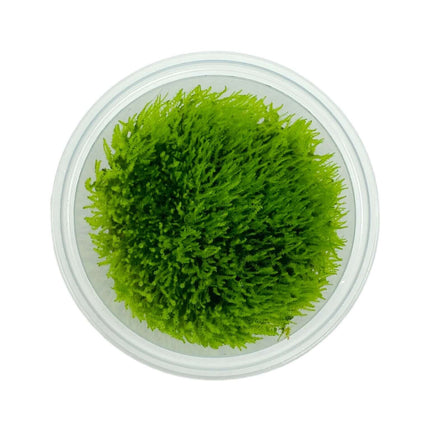 AnimalstoreXL Waterplant Amblystegium Serpens in-vitro