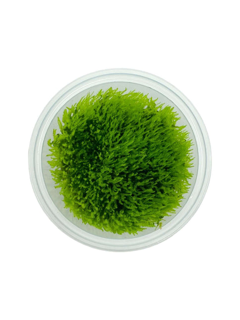 AnimalstoreXL Waterplant Amblystegium Serpens in-vitro