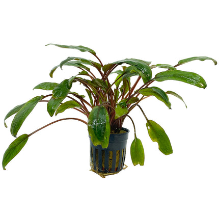 Cryptocoryne Nurii 5 cm im Topf