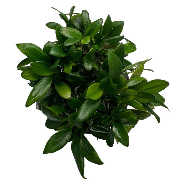 AnimalstoreXL Waterplant Anubias Barteri var. Nana Pangolino in pot