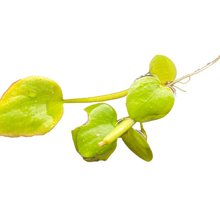 AnimalstoreXL Limnobium Laevigatum 2st drijfplant