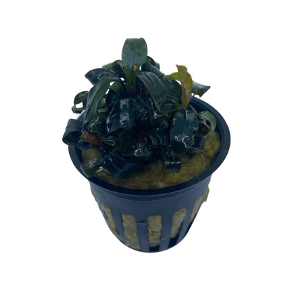 AnimalstoreXL Bucephalandra Brownie 'Ghost Ulu Kapus' in pot
