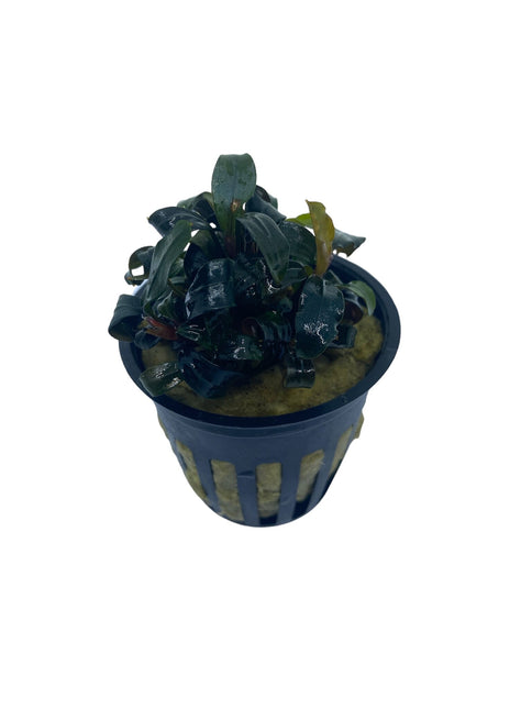 Bucephalandra Brownie 'Ghost Ulu Kapus' in pot