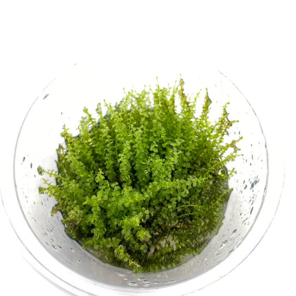 AnimalstoreXL Plagiomnium Affine in-vitro