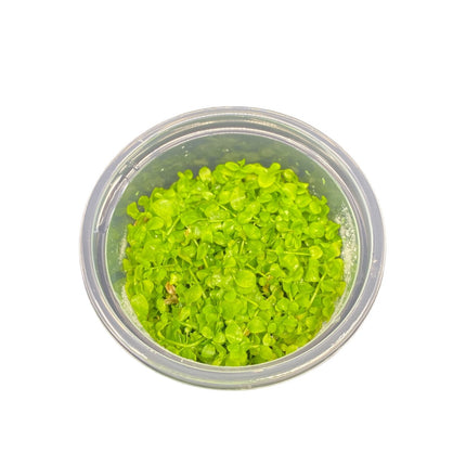 AnimalstoreXL Micranthemum Sp. Montecarlo in-vitro