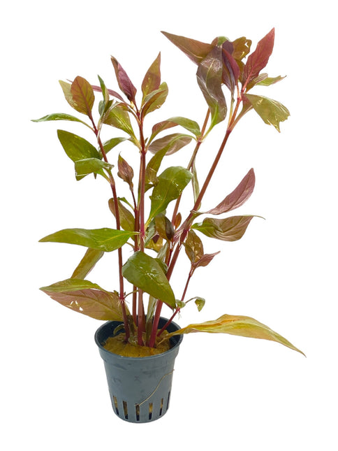 Alternanthera Reineckii Lila in pot