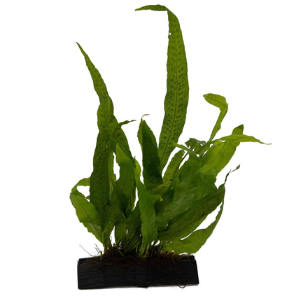 AnimalstoreXL Waterplant Microsorium Pteropus op hout - Medium