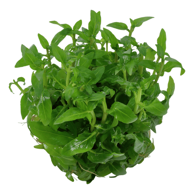 AnimalstoreXL Waterplant Staurogyne Repens