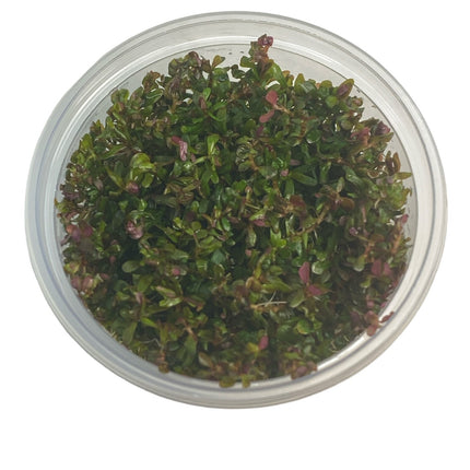 Rotala Rotundifolia Hra in vitro