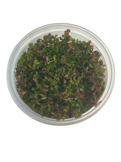 Rotala Rotundifolia Hra in vitro