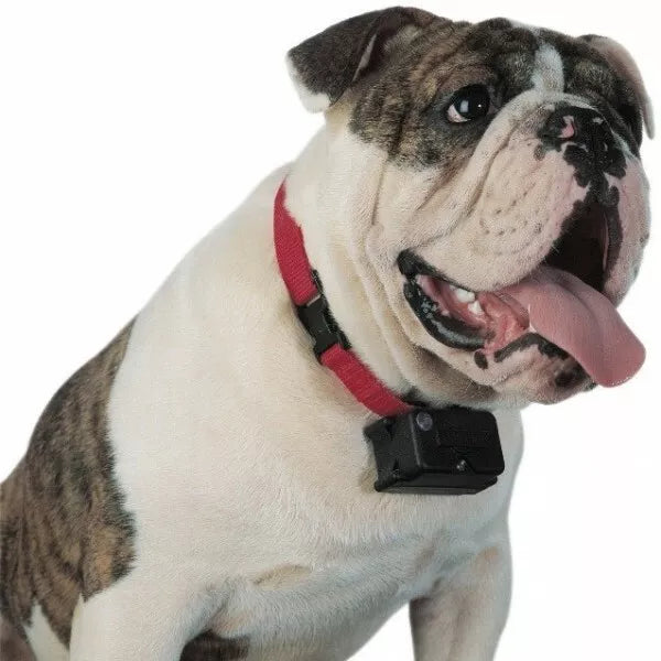 Petsafe Halsband Super Pig19-10763