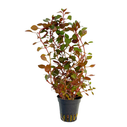 Ludwigia Sp. 'Mini Super Red'